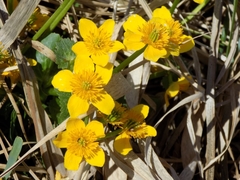 Caltha palustris