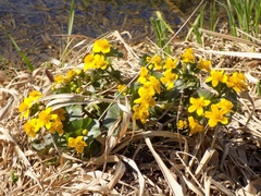Caltha palustris