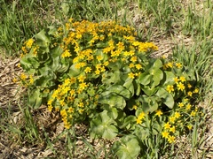 Caltha palustris