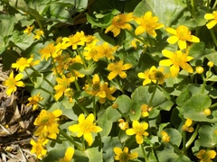 Caltha palustris