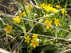 Caltha palustris
