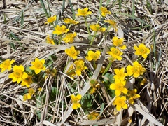 Caltha palustris