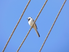 Motacilla alba