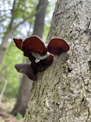 Auricularia