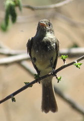 Xenotriccus mexicanus