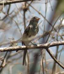 Xenotriccus mexicanus