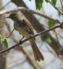 Xenotriccus mexicanus