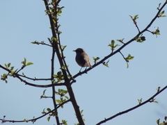 Luscinia svecica