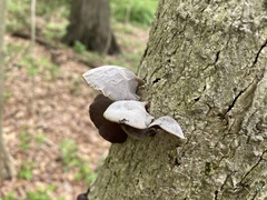 Auricularia