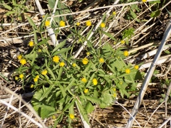 Ranunculus cassubicus