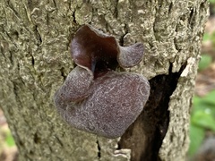 Auricularia