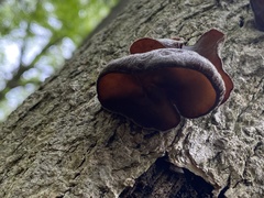 Auricularia