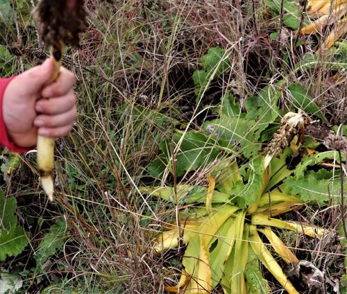 Eucomis autumnalis