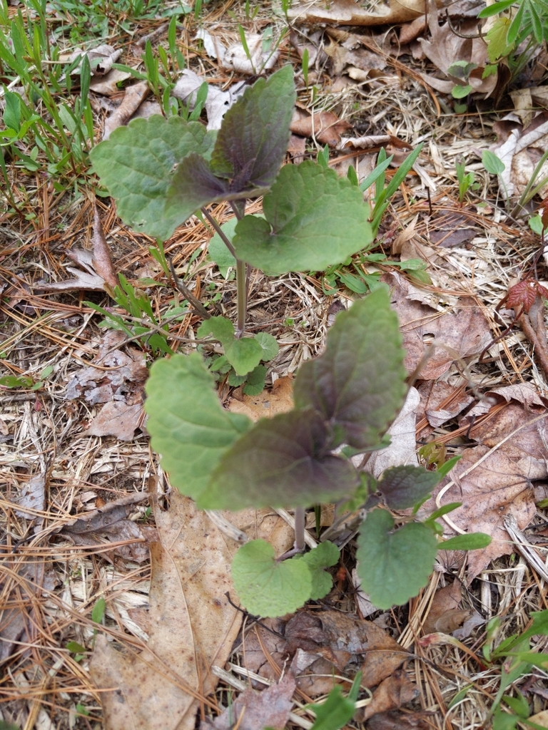 Plants For Sale Hull at Dwight Turner blog