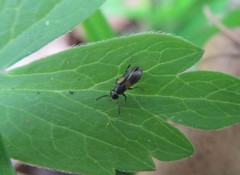 Anaspis fasciata