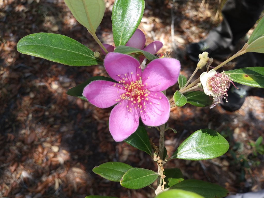 Rose Myrtle from Polk County, FL, USA on May 6, 2021 at 0228 PM by Daniel Estabrooks · iNaturalist