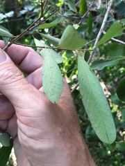 Erythroxylum australe