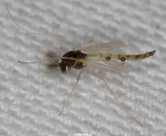Endochironomus nigricans