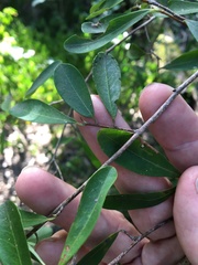 Erythroxylum australe