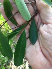 Erythroxylum australe