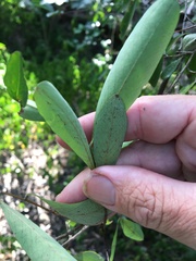 Erythroxylum australe