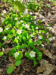 Oxalis acetosella