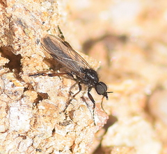 Bibio femoralis