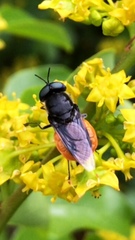 Odontomyia flavissima
