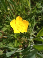 Ranunculus repens