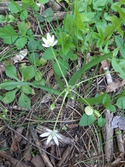 Ornithogalum montanum