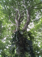 Platymiscium