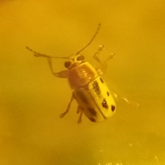 Pachybrachis bivittatus