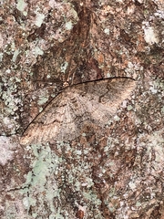 Melanolophia imitata