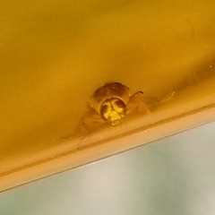 Pachybrachis bivittatus