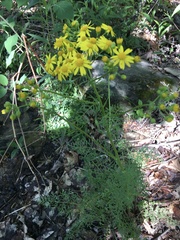 Packera millefolium