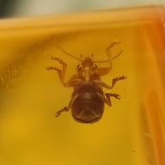 Pachybrachis bivittatus