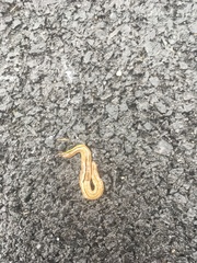 Bipalium pennsylvanicum