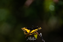 Papilio polyxenes americus
