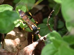 Ichneumon xanthorius