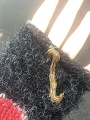 Bipalium pennsylvanicum