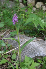 Dactylorhiza urvilleana