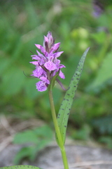 Dactylorhiza urvilleana