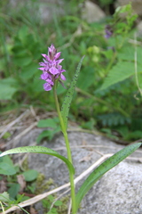 Dactylorhiza urvilleana