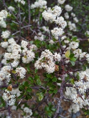 Ceanothus buxifolius