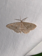 Melanolophia imitata