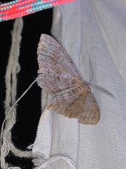 Melanolophia imitata