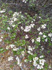 Ceanothus buxifolius