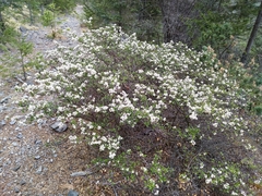 Ceanothus buxifolius