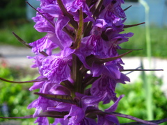Dactylorhiza urvilleana