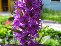 Dactylorhiza urvilleana
